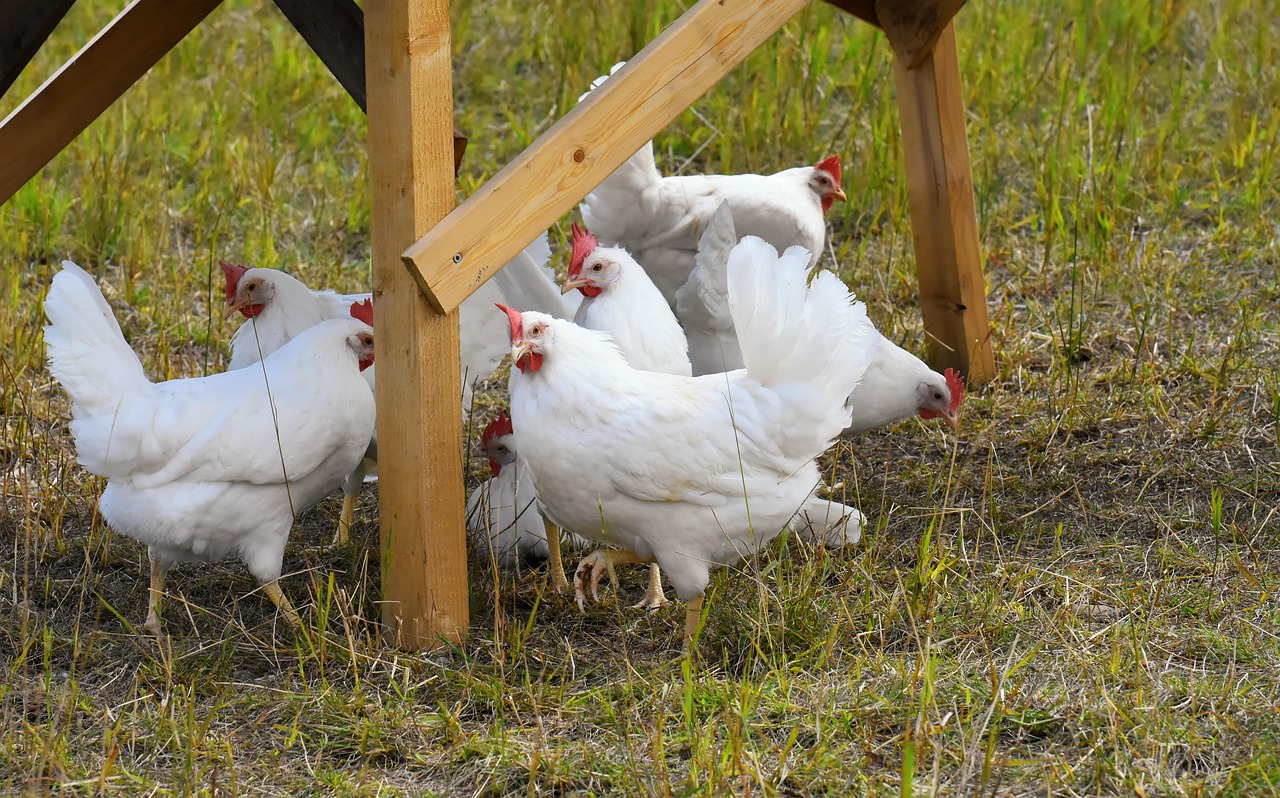 chicken, poultry, plumage, feathers, farm animal, wildlife, animal photography, chicken, chicken, chicken, chicken, chicken