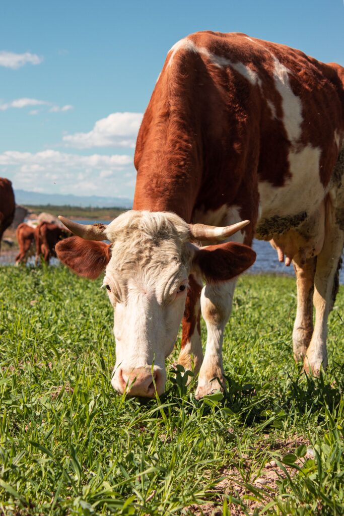 Close-up of a brown cow grazing in a sunny field with a blue sky backdrop.